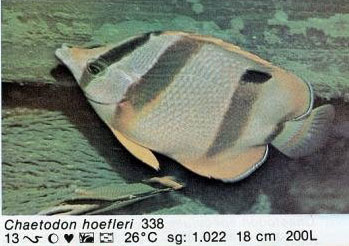 Chaetodon hoefleri